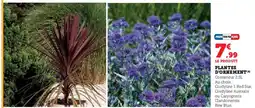 Hyper U Plantes d'ornement offre