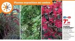 Hyper U Plantes d'ornement offre