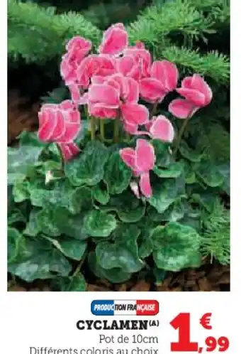Hyper U Cyclamen offre