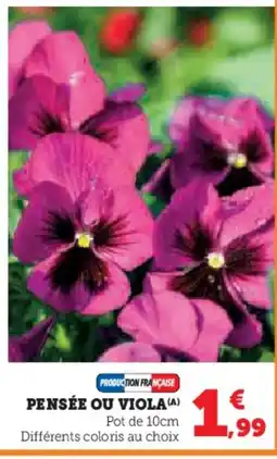 Hyper U Pensée ou viola offre