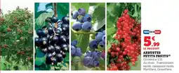 Hyper U Arbustes petits fruits offre