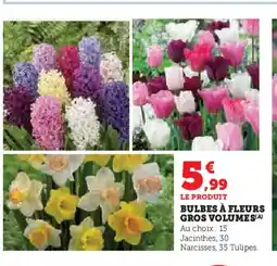 Hyper U Bulbes à fleurs gros volumes offre