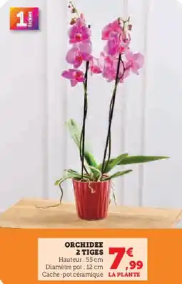 U Express Orchidee 2 tiges offre