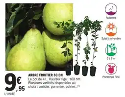 E.Leclerc ARBRE FRUITIER SCION offre