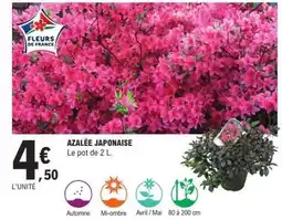 E.Leclerc Azalée Japonaise offre