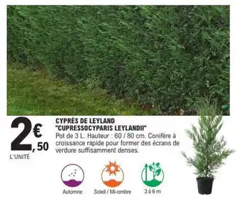 E.Leclerc CYPRÈS DE LEYLAND CUPRESSOCYPARIS LEYLANDII offre