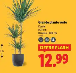 Lidl Grande plante verte offre