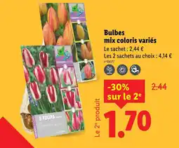 Lidl Bulbes mix coloris variés offre