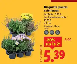 Lidl Barquette plantes extérieures offre