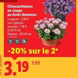 Lidl Chrysanthèmes en coupe offre