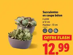Lidl Succulentes en coupe béton offre