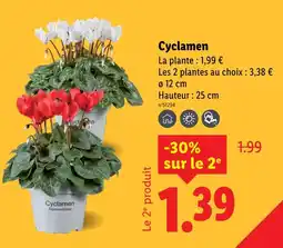 Lidl Cyclamen offre