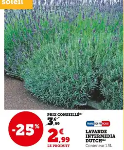 Super U Lavande intermedia Dutch offre