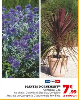Super U PLANTES D'ORNEMENT offre
