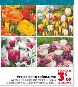 Super U U ou U spécialiste Tulipes offre
