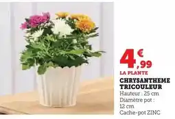 Super U Chrysantheme tricouleur offre