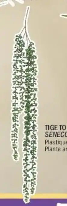 La Foir'Fouille Tige tombante senecon offre