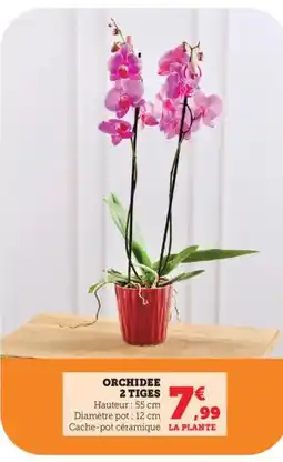 Bi1 Orchidee 2 tiges offre