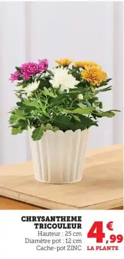 Bi1 Chrysantheme tricouleur offre