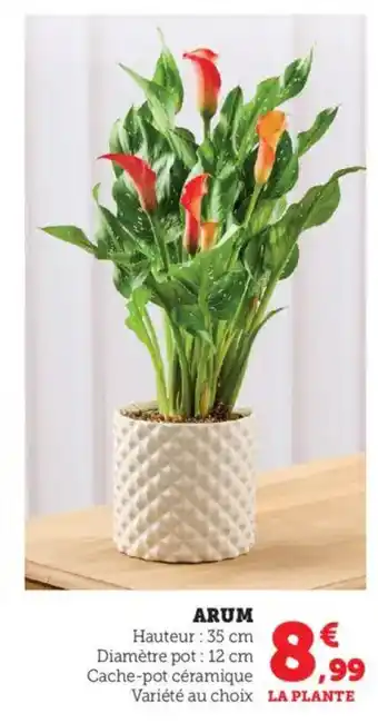 Bi1 Arum offre