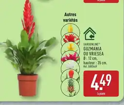 ALDI GARDENLINE Guzmania ou vriesea offre
