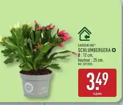 ALDI GARDENLINE Schlumbergera offre