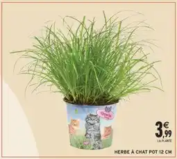 Intermarché HERBE À CHAT POT 12 CM offre