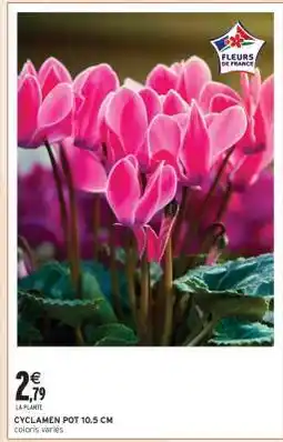 Intermarché CYCLAMEN POT 10.5 CM offre