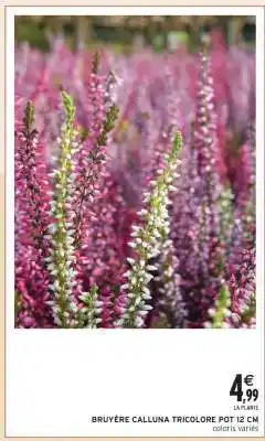 Intermarché BRUYÈRE CALLUNA TRICOLORE offre