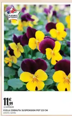 Intermarché VIOLA CORNUTA SUSPENSION POT 23 CM offre