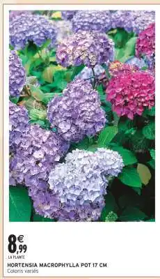 Intermarché HORTENSIA MACROPHYLLA POT 17 CM offre