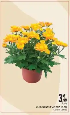 Intermarché CHRYSANTHÈME POT 12 CM offre