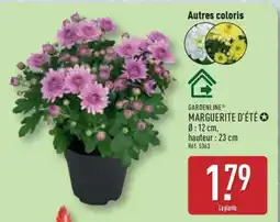 ALDI MARGUERITE D'ÉTÉ offre