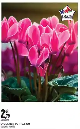 Intermarché Express Cyclamen pot 10.5 cm offre