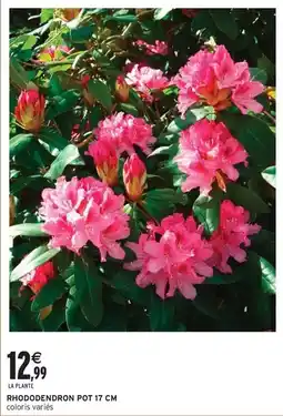 Intermarché Express Rhododendron offre