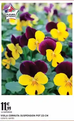 Intermarché Express Viola cornuta suspension pot offre