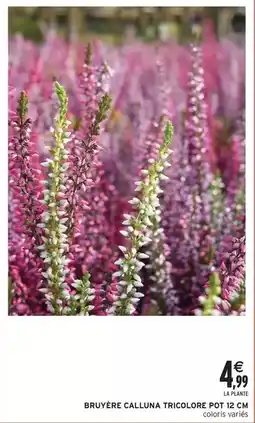Intermarché Express Bruyère calluna tricolore offre