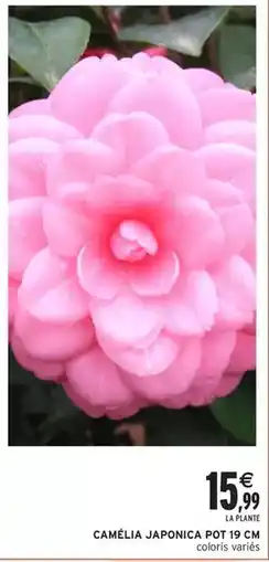 Intermarché Express Camelia japonica offre
