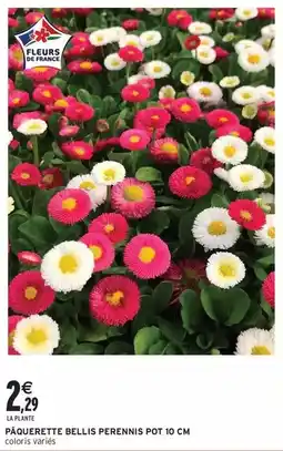Intermarché Express Pâquerette bellis perennis pot 10 cm offre
