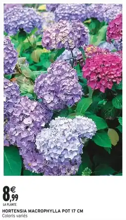 Intermarché Express Hortensia macrophylla offre