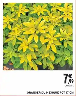 Intermarché Express Oranger du mexique pot 17 cm offre