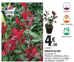 E.Leclerc Brico Arbuste de haie offre