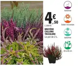E.Leclerc Brico Bruyère calluna tricolore offre