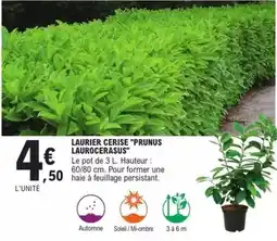 E.Leclerc Brico Laurier cerise prunus laurocerasus offre