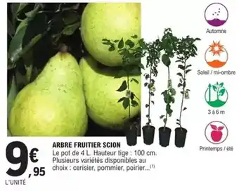 E.Leclerc Brico Arbre fruitier scion offre