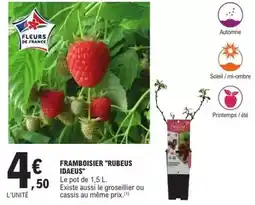 E.Leclerc Brico Framboisier rubeus idaeus offre