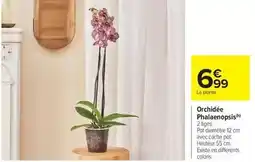 Carrefour Market Orchidée phalaenopsis offre