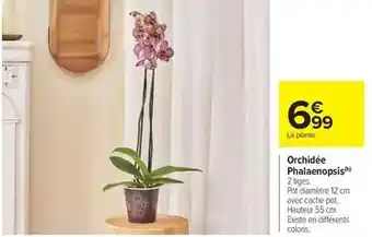 Carrefour Market Orchidée phalaenopsis offre