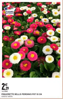 Intermarché Hyper Pâquerette bellis perennis pot 10 cm offre