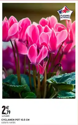 Intermarché Hyper Cyclamen pot 10.5 cm offre